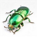 green June beetle bug insect grub coleopteran fly, Royalty Free Stock Photo