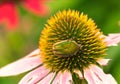 Green June Beetle on Coneflower Royalty Free Stock Photo