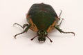 Green June Beetle (Cotinis nitida)