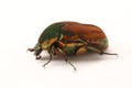 Green June Beetle (Cotinis nitida) Royalty Free Stock Photo