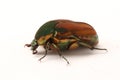 Green June Beetle (Cotinis nitida)