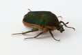 Green June Beetle (Cotinis nitida) on a white background.
