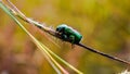Green June beetle, June bug or June beetle or Cotinis nitida insect