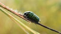 Green June beetle, June bug or June beetle or Cotinis nitida insect