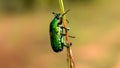 Green June beetle, June bug or June beetle or Cotinis nitida insect