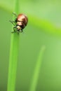 Green june beetle Royalty Free Stock Photo