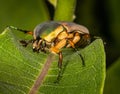 A green june beetle looks metallic while perched on a leaf