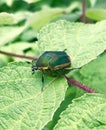 Green June Beetle in raspberry Royalty Free Stock Photo