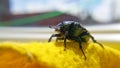 Green june beetle. Selective focusing on the beetle`s head. Insects close-up