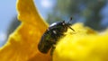 Green june beetle. Selective focusing on the beetle`s head. Insects close-up