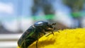 Green june beetle. Selective focusing on the beetle`s head. Insects close-up