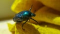 Green june beetle. Selective focusing on the beetle`s head. Insects close-up