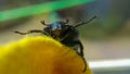 Green june beetle. Selective focusing on the beetle`s head. Insects close-up