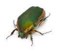 Green June Bug Royalty Free Stock Photo