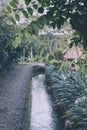 Green jungle on Bali island, Indonesia. Tropical rainforest scene. Royalty Free Stock Photo