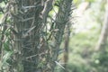 Green jungle on Bali island, Indonesia. Tropical rainforest scene. Royalty Free Stock Photo