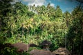 Green jungle on Bali island, Indonesia. Tropical rainforest scene. Royalty Free Stock Photo