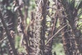 Green jungle on Bali island, Indonesia. Tropical rainforest scene. Royalty Free Stock Photo