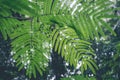 Green jungle on Bali island, Indonesia. Tropical rainforest scene. Royalty Free Stock Photo