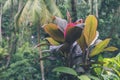 Green jungle on Bali island, Indonesia. Tropical rainforest scene. Royalty Free Stock Photo