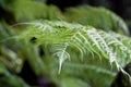 Green jungle fern