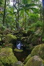 Green jungle of Hawaii Royalty Free Stock Photo