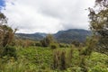 Green jungle in the heart of Kenya. Aberdare, Africa Royalty Free Stock Photo