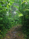 Green jungle hike background Royalty Free Stock Photo