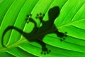 Green jungle leaf and gecko Royalty Free Stock Photo