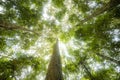 Green jungle tree with green leaves and sun light and plant detail nature in the forest look under tree - beautiful bottom view to