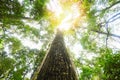 Green jungle tree with green leaves and sun light and plant detail nature in the forest look under tree - beautiful bottom view to Royalty Free Stock Photo