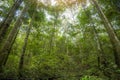 Green jungle tree with green leaves and sun light and plant detail nature in the forest look under tree - beautiful bottom view to Royalty Free Stock Photo