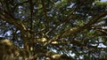 Green jungle trees against blue sky and shining sun. Action. Many narrow branches of a beautiful large tree. Royalty Free Stock Photo