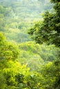 Green Jungle Views Mexico