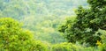 Green Jungle Views Mexico