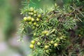 Green juniper berries on twig selective focus Royalty Free Stock Photo