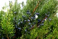 Green juniper with blue cones, coniferous plants
