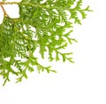 Green juniper branch