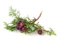 Green juniper branch with berries isolated on white background Royalty Free Stock Photo