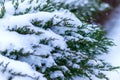 Green juniper branch in the snow. First snow and frost on the branches, selective focus. Postcard. Winter background. Juniper. Royalty Free Stock Photo