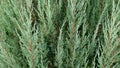 Green branches of Juniper, closeup. Juniper vertical blue arrow.