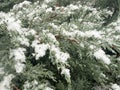 Green juniper branches under the snow Royalty Free Stock Photo