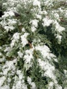 Green juniper branches under the snow Royalty Free Stock Photo