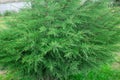 Green juniper bush. The Crown Plan. Royalty Free Stock Photo
