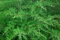 Green juniper bush. The Crown Plan. Royalty Free Stock Photo
