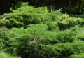Green juniper bush in lanscape garden design.