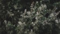 green juniper covered with white hail particles Royalty Free Stock Photo