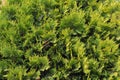 Green juniper leafs texture background Royalty Free Stock Photo