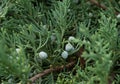 Green juniper seeds on a coniferous background