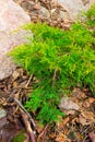 Green juniper Spring in rockeries Royalty Free Stock Photo